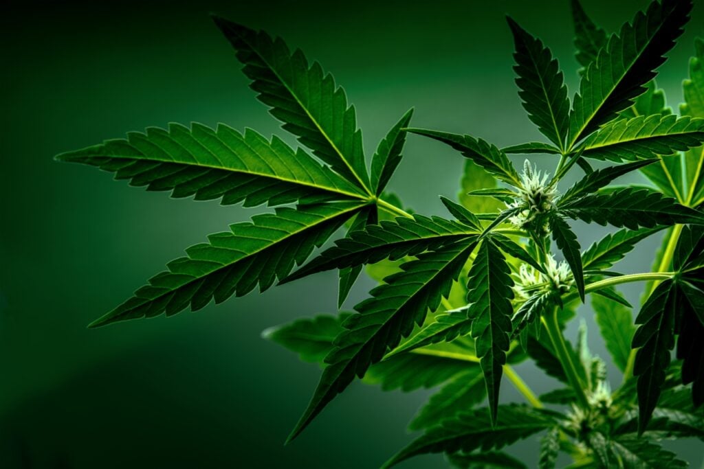 Why Are cbdMD (YCBD) Shares Surging 55% After Hours?